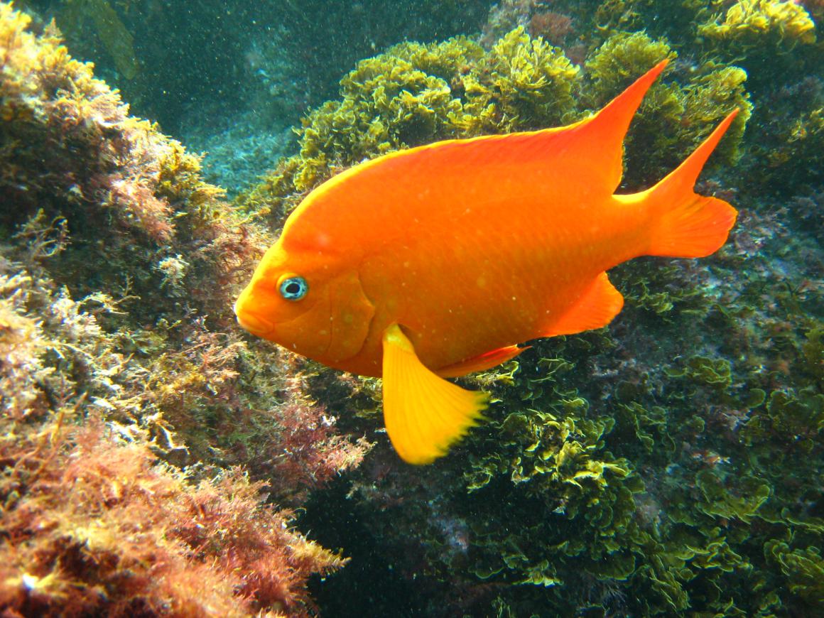 Garibaldi fish (Hypsypops rubicundus) in Catalina, California, photo by star5112, licensed under the Creative Commons Attribution-Share Alike 2.0 Generic license.