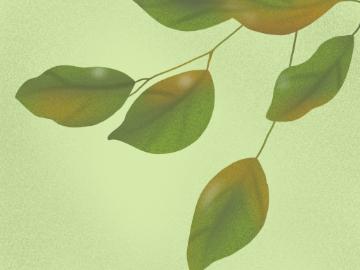Tree leaves. 