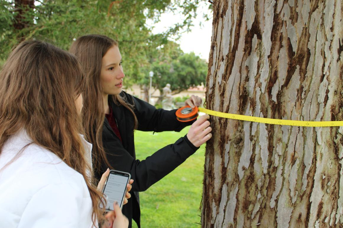 Measuring Trunk Circumference. Pictured: Hannah Trillo 23