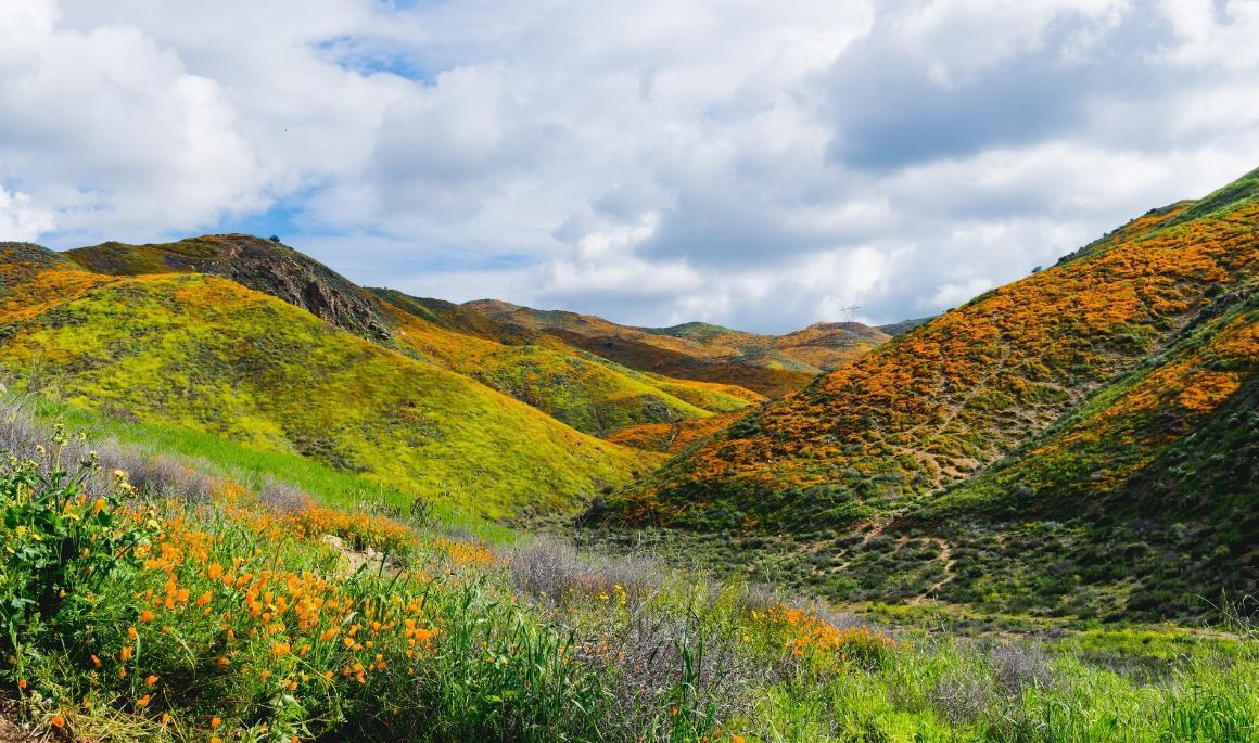 Hills with wildflowers image link to story