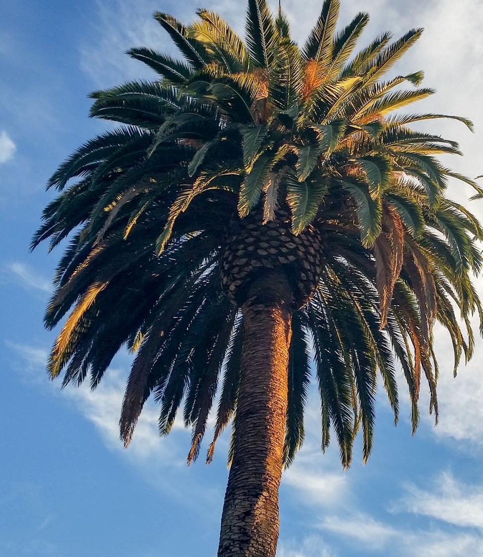 Palm Tree