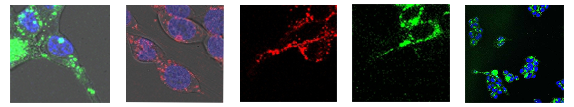 BIOE images